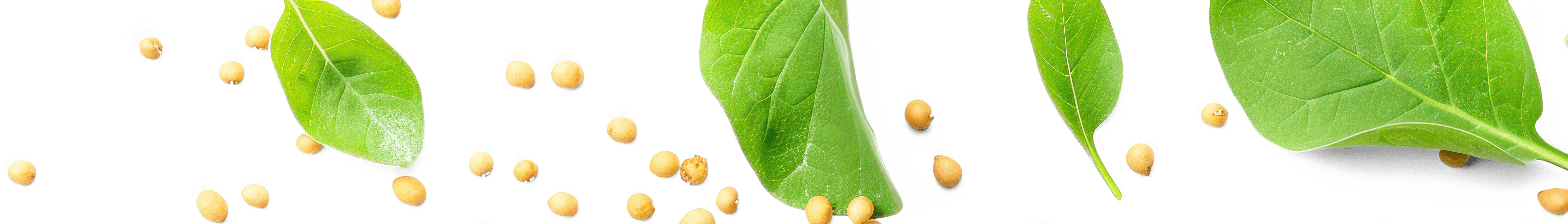 Soybean banner