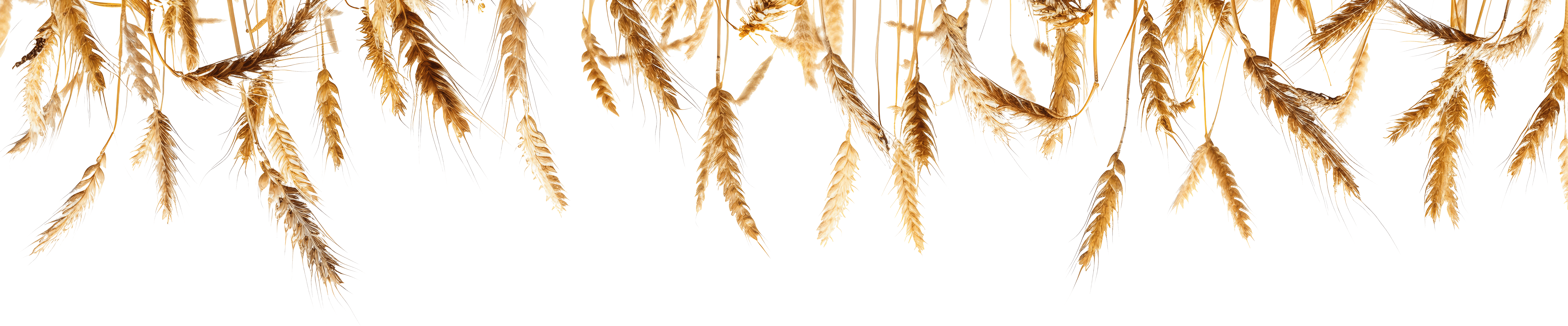 Wheat banner